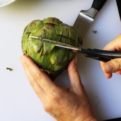 clipping artichoke leaves with scissors