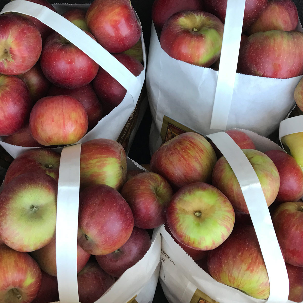 bags of apples fresh from the orchard.