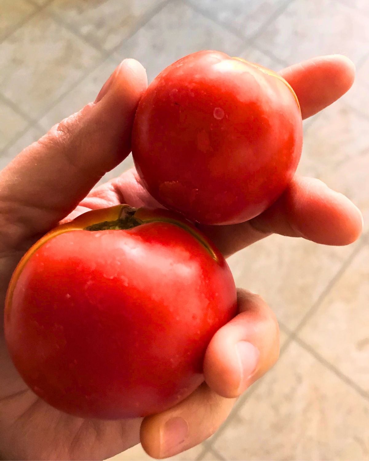 holding two garden fresh tomatoes in one hand.